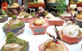 Lên ngay chợ hoa Hàng Lược để thấy Tết về